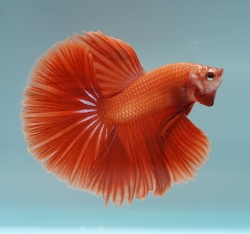 ＜セレクト＞ピュアオレンジ ハーフムーン《【ペア】または【オス】よりお選びください》～前澤彩乃氏作出魚！～