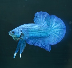 プラカット　フルメタルグリーン(PKFG-6)《【ペア】【トリオ】【オス】よりお選びください》～ヤオバルファームより入荷！～