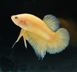 プラカット スーパーイエロー(PKY-1)《【ペア】または【オス】よりお選びください》～前澤彩乃氏作出魚！～