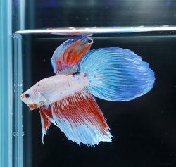 レインボーキャンディー　ベールテール(VTCD-4)《【ペア】【トリオ】【オス】よりお選びください》～トンガール・ベタファームより入荷♪～