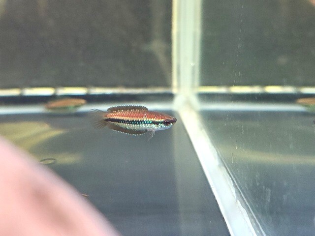 ベトナムリコリスグラミー【♂♀ペア】～ベトナムで発見された全く新しい属のグラミー！～