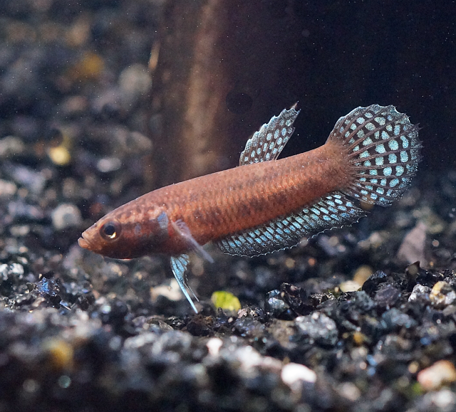 ベタsp“シオセイラ”（プトゥシバウ産）【♂♀ペア】～新発見の全く新しいワイルドベタ♪～
