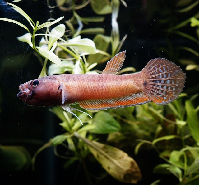b-unimaculata-along1f.JPG?t=