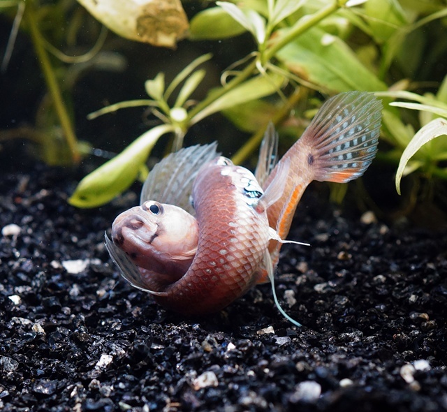 ベタ ユニマクラータ（アロン産）【♂♀ペア】～画像更新しました