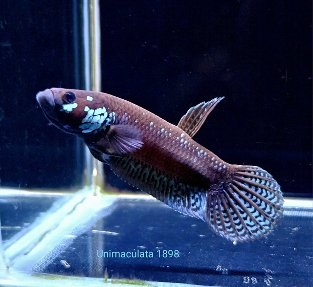 ベタ　ユニマクラータ1898 “ブラックシャドー”（マハカムフル産）【♂♀ペア】～１２７年ぶりに発見された黒いユニマクラータ！～～