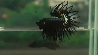 ブラックデビルカッパー キングクラウンテール(KCT-1)《【ペア】か【オス】よりお選びください》～現地動画公開中！～