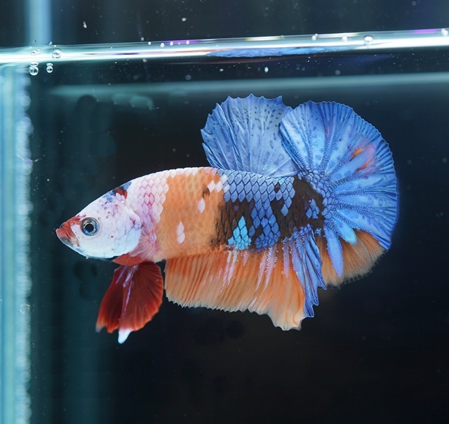 ベタなど生体の種類 ベタショップ フォーチュン