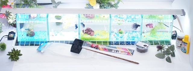 【水槽５点】ショーベタ飼育スターターセット（横置き仕様＆マルチパネルヒーター付）