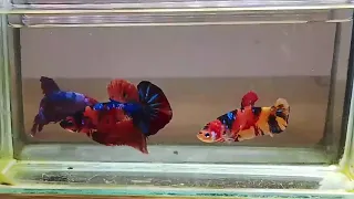 ジャイアントプラカット レインボーキャンディー(V2)≪【♂♀ペア】もしくは【オス】お選びください≫～現地動画公開中！～