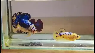 ジャイアントプラカット ファンシードラゴン(V4)≪【♂♀ペア】もしくは【オス】お選びください≫～現地動画公開中！～