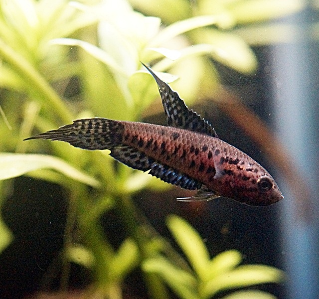 マルプルッタ　クレッセリー（マツガマ産）【♂♀ペア】～スリランカの固有種！～