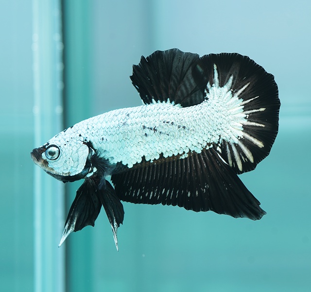 プラカット　プラチナブラックドラゴン(PKBD-5)《【ペア】【トリオ】【オス】よりお選びください》～ヤオバル・ファームより入荷！～