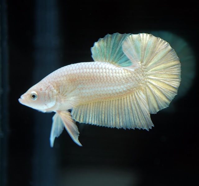 ＜セレクト＞プラカット　プラチナゴールド《【ペア】【トリオ】【オス】よりお選びください》～ヤオバル・ファームより入荷！～