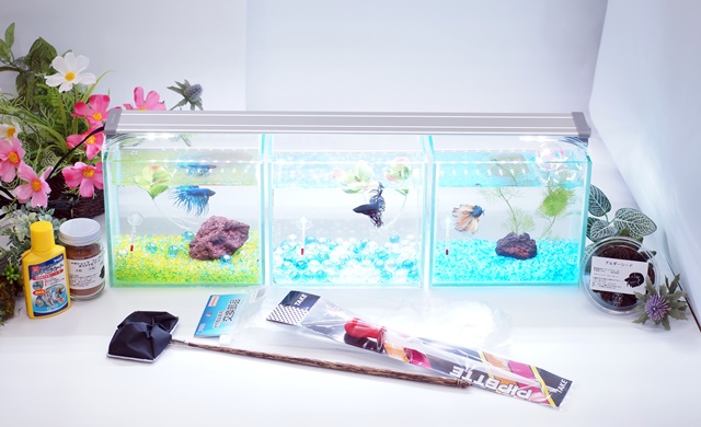 【水槽３点】ショーベタ飼育スターターセット（横置き仕様＆ヒーターなし）