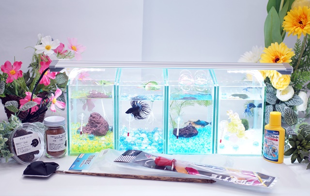 【水槽４点】ショーベタ飼育スターターセット（縦置き仕様＆ヒーターなし）