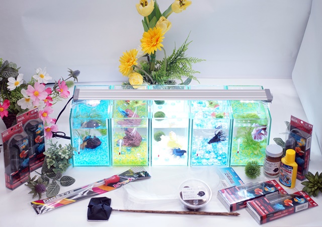 【水槽５点】ショーベタ飼育スターターセット（縦置き仕様＆ベタ専用ヒーター付）