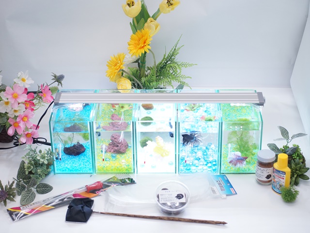 【水槽５点】ショーベタ飼育スターターセット（縦置き仕様＆ヒーターなし）