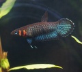 ベタ　フォーシー（タンキリン産）【♂♀ペア】～画像更新しました！～