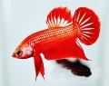 ベタ　“レッドインベリス”【♂♀ペア】～インベリスの改良品種♪～