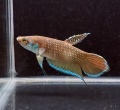 ベタsp“マリナウ”（マリナウ産）【オス】～北カリマンタン州で発見された新種ベタ！～