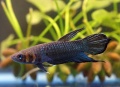 ベタ　マンドール（サラティガ産）【♂♀ペア】～フォーシー・グループの人気種！～