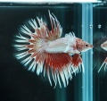 ファンシーバタフライ　ダンボクラウンテール(DCT-2)《【ペア】もしくは【オス】よりお選びください》～動画と画像更新しました！～