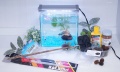 【水槽１点】ショーベタ飼育スターターセット（ヒーターなし）