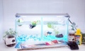 【水槽２点】ショーベタ飼育スターターセット（横置き仕様＆ヒーターなし）