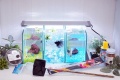 【水槽３点】ショーベタ飼育スターターセット（縦置き仕様＆マルチパネルヒーター付）