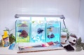 【水槽３点】ショーベタ飼育スターターセット（縦置き仕様＆ヒーターなし）