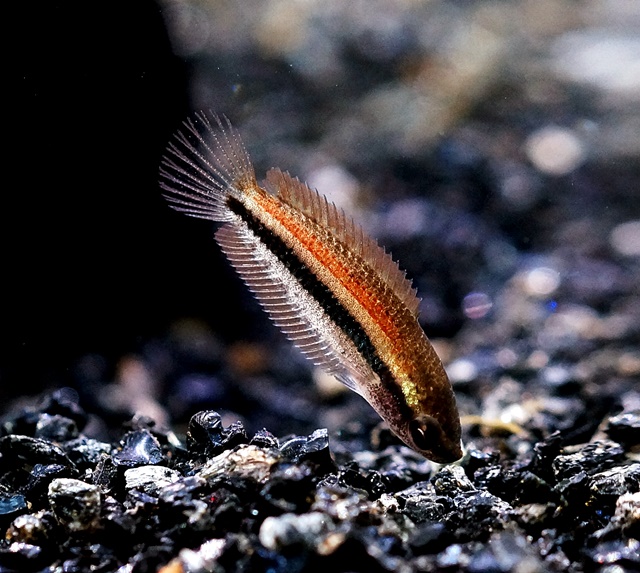 ベトナムリコリスグラミー【♂♀ペア】～ベトナムで発見された全く新しい属のグラミー！～