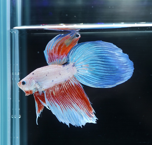 レインボーキャンディー　ベールテール(VTCD-4)《【ペア】【トリオ】【オス】よりお選びください》～トンガール・ベタファームより入荷♪～