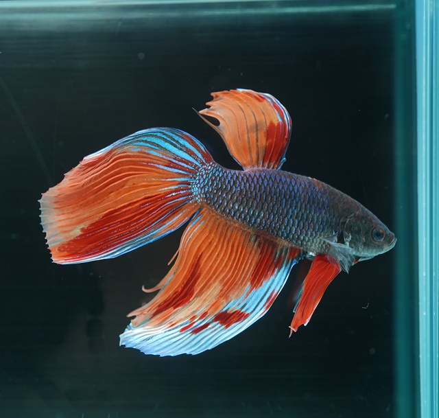 レインボーキャンディー　ベールテール(VTCD-5)《【ペア】【トリオ】【オス】よりお選びください》～トンガール・ベタファームより入荷♪～