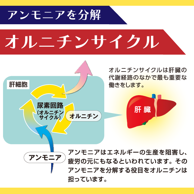 オルニチンと滋養八源】肝機能保護 しじみエキス 疲労回復 無臭