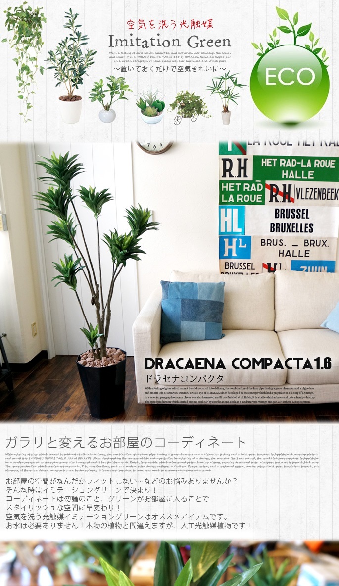 ドラセナコンパクタ 1．6 光触媒 イミテーショングリーン デザイナーズ