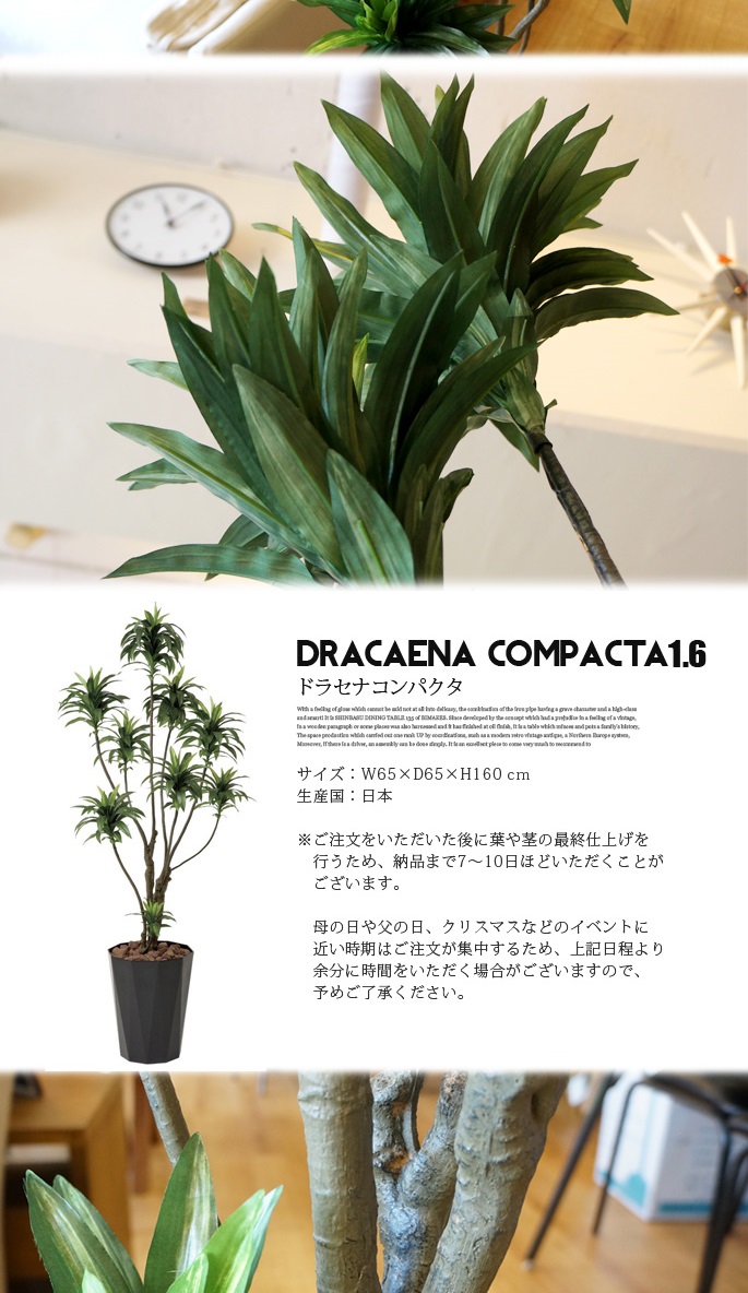 ドラセナコンパクタ 1．6 光触媒 イミテーショングリーン デザイナーズ