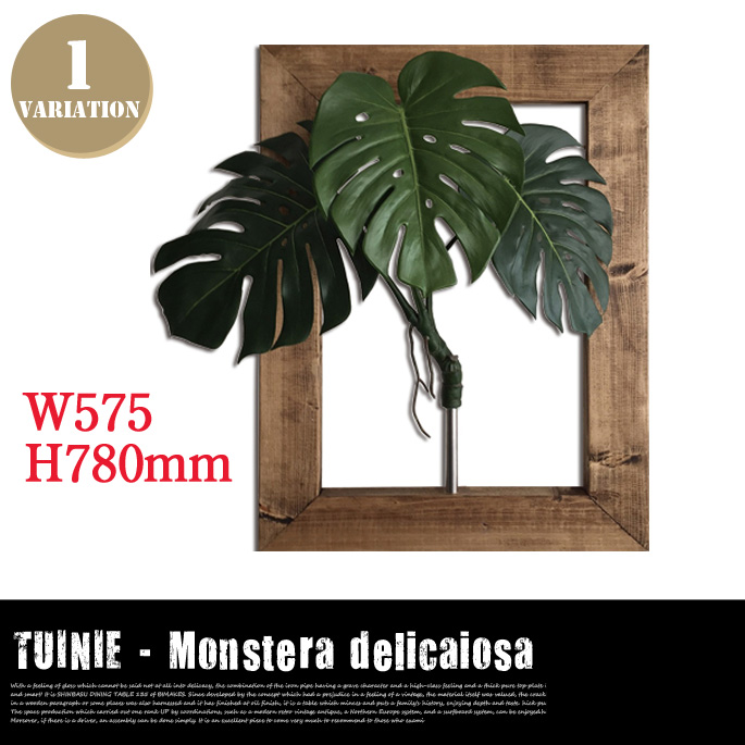 モンステラデリシオサ／プラントフレーム