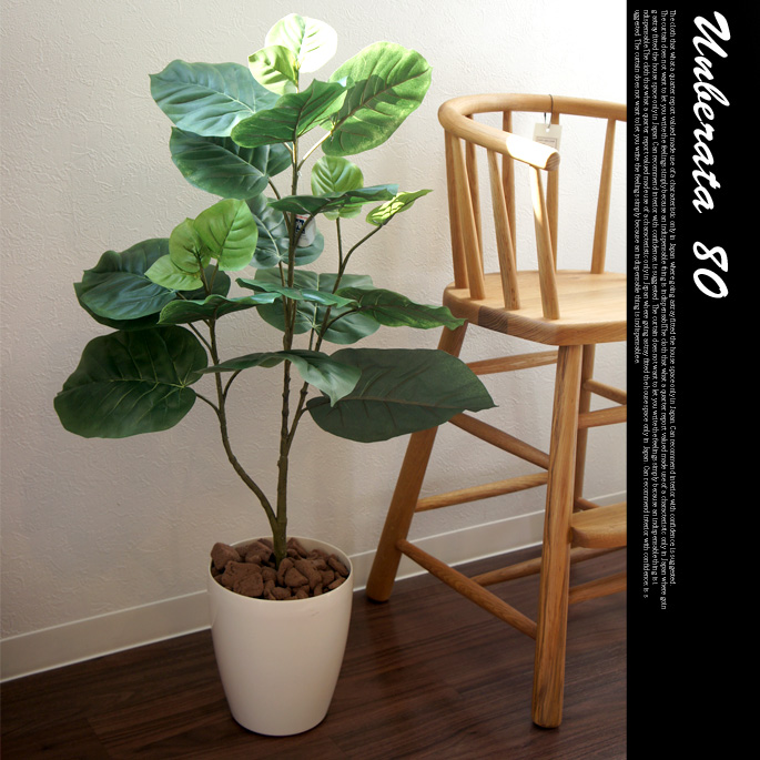 ウンベラータ80　光触媒　イミテーショングリーン