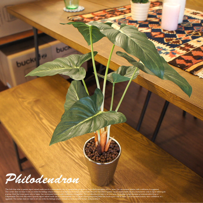 フィロデンドロン　光触媒　イミテーショングリーン