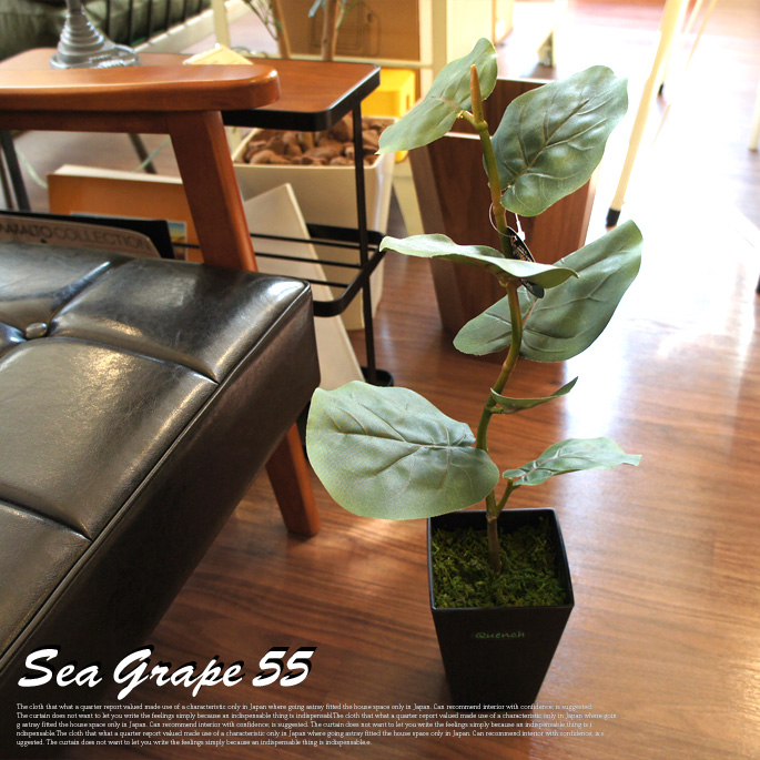 シーグレープ55　光触媒　イミテーショングリーン