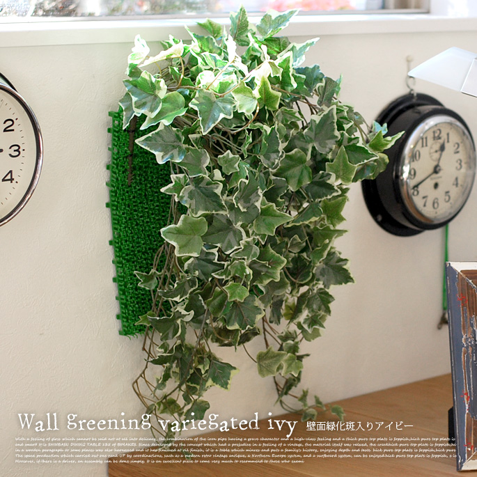 壁面緑化斑入りアイビー　光触媒　イミテーショングリーン