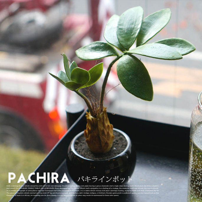 パキラインポット 光触媒 イミテーショングリーン