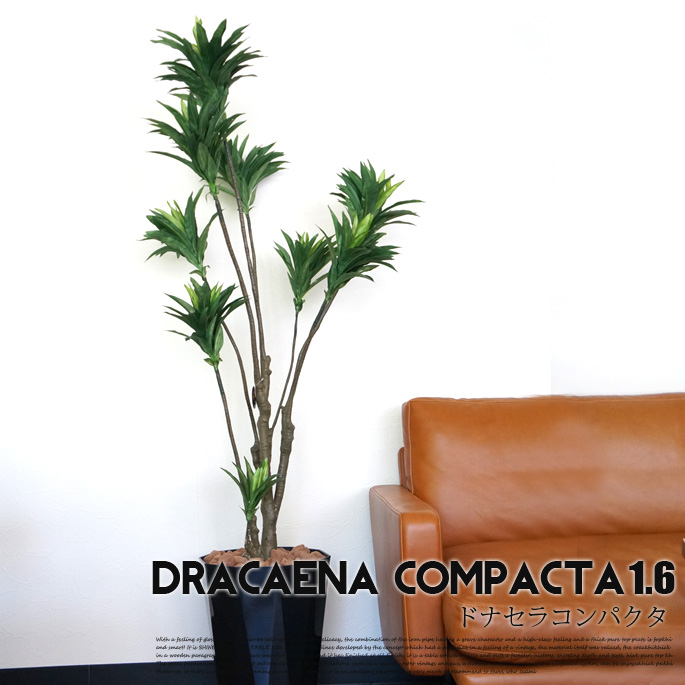 ドラセナコンパクタ　1．6 光触媒 イミテーショングリーン