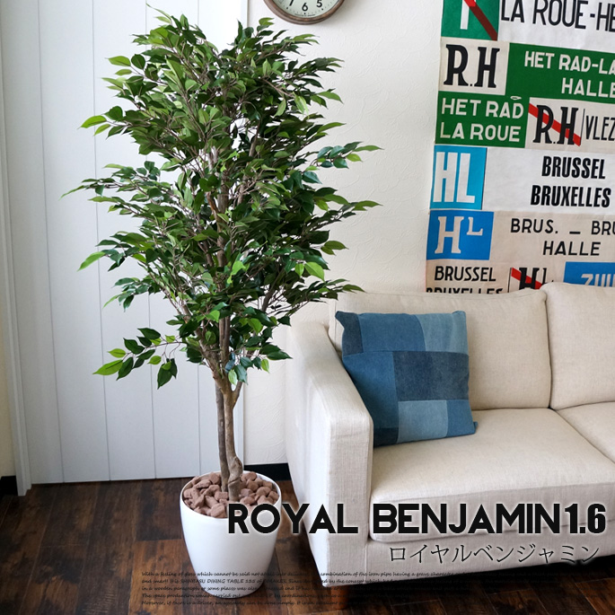 ロイヤルベンジャミン　1．6　光触媒 イミテーショングリーン