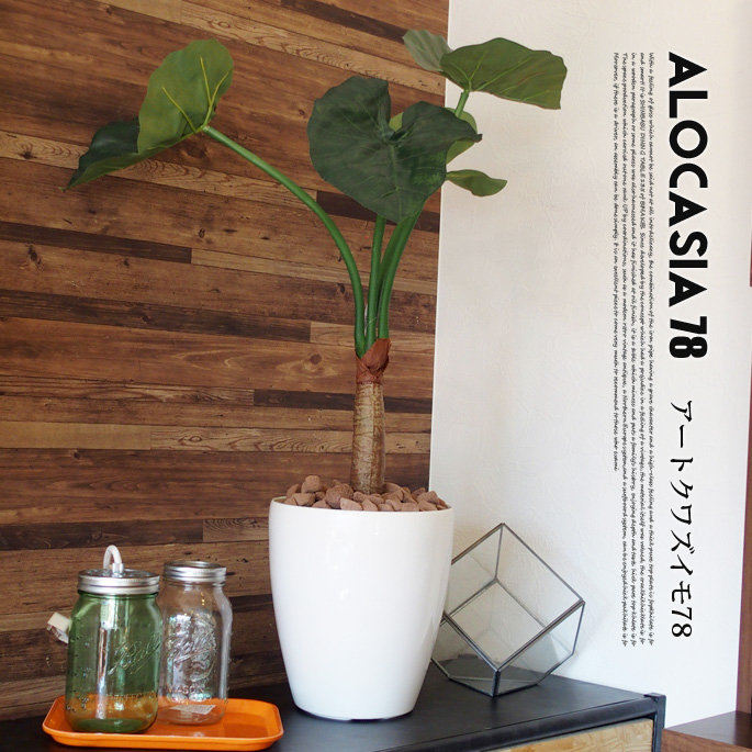 くわず芋78(alocasia odora) 光触媒 イミテーショングリーン 送料無料