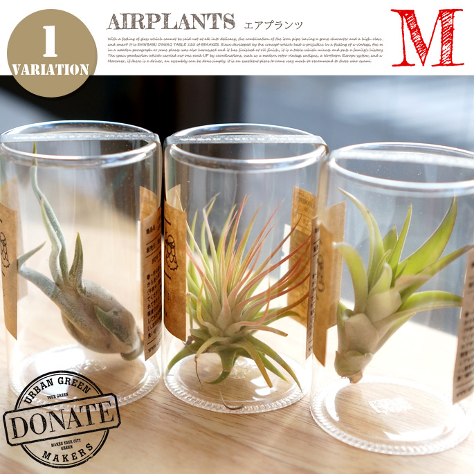 エアプランツM URBAN GREEN MAKERS