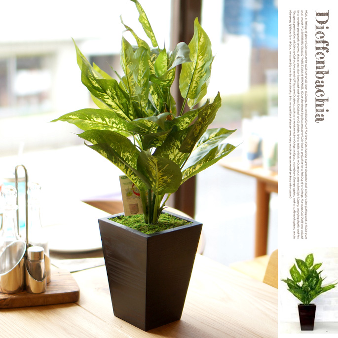 デイフェンバキア WG-6 ダイアモンド触媒（UDD触媒加工） イミテーショングリーン 日本製