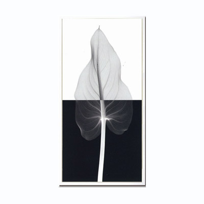 Steven N.Meyers アートフレーム ジェイアイジー Calla leaf2(S) 【送料無料】