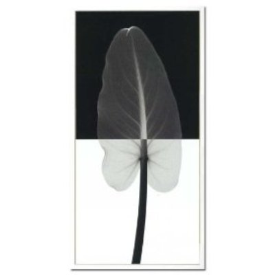 Steven N.Meyers アートフレーム ジェイアイジー(JIG) Calla leaf1(S) ISM14117  【送料無料】