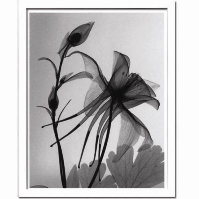 Steven N.Meyers アートフレーム (JIG) Columbine2 ISM14210 【送料無料】